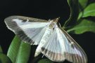 Insecte letal, de boix en boix