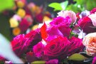 Tot a punt per a la 10a Fira de la Rosa