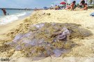 Espècies en un medi marí canviant