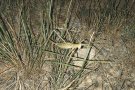 L’insecte més buscat, vist a Avinyonet