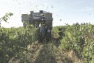 La verema s’avançarà una setmana i serà més escassa