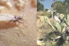 Palau-saverdera detecta la caparreta vermella al poble