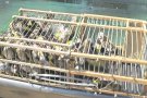 Alliberen 38 ocells fringíl·lids i una àguila