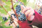 Empordàlia proposa viure una verema tradicional amb ‘Fes-te el Most’