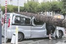 Pla per substituir les palmeres de primera línia de mar