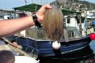 Comença la veda de la sèpia a les badies de <a href=