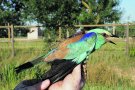 Preservar i reproduir el gaig blau