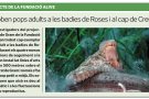Capten imatges inèdites de dofins mulars alimentant-se en aigües del cap de Creus