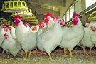 Una gallina infiltrada entre militars