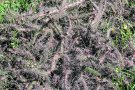 Pau fa front a un cactus invasor d’Amèrica del Sud