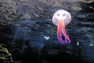 Arriben les meduses fluorescents