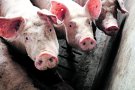 Al·leguen contra un projecte de granja de 2.000 porcs a la zona dels estanys de l’Albera