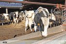Preocupació entre el sector agrícola i ramader de l’Alt Empordà per la sequera