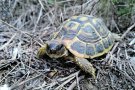 En marxa el pla de reintroducció de la tortuga mediterrània al cap de Creus