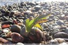 Replanten feixos de posidònia arrencats per temporals a les platges de Cap Ras