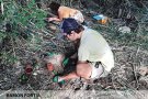 Nou projecte per recuperar tres espècies de flora que estan en perill d’extinció
