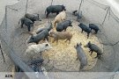 Prova pilot per capturar senglars amb trampes americanes als Aiguamolls