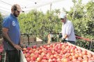 La poma s’adapta a la sequera