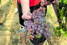 Els viticultors alerten del mal provocat per senglars i cabirols, que ja són una plaga