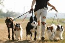 Què diu la nova llei del benestar animal que entra en vigor la setmana que ve?