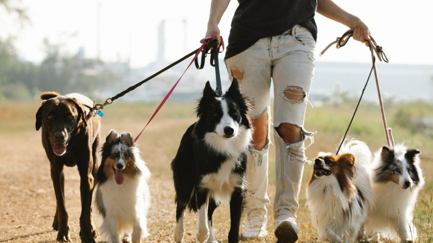 Què diu la nova llei del benestar animal que entra en vigor la setmana que ve?