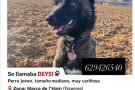 Demanen col·laboració per identificar la persona que va agredir mortalment un gossa