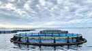 El sector pesquer mostra al públic el funcionament de les piscifactories
