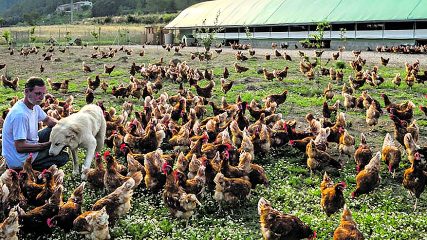 Ous ecològics de l’Empordà, una nova filosofia local i familiar