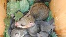 La comarca participa al Dia Europeu dels Parcs Naturals