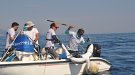 Marcatge de tres tintoreres i un solraig al cap de Creus amb finalitats científiques