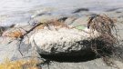 Retorna al Cap de Creus una espècie d’alga que va desaparèixer als anys vuitanta