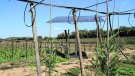 Els viveristes reclamen ajuts per estalviar aigua