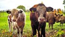 Indignació a Terrades pels danys causats per un ramat de vaques
