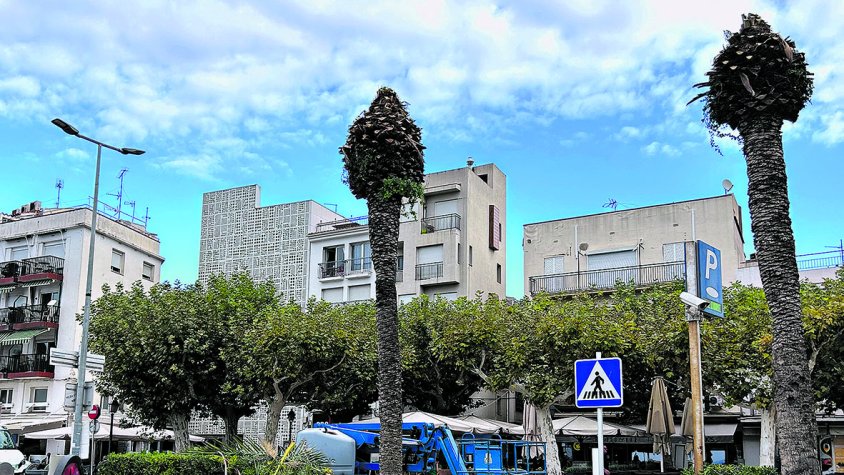 Tala de 15 palmeres a <a href=