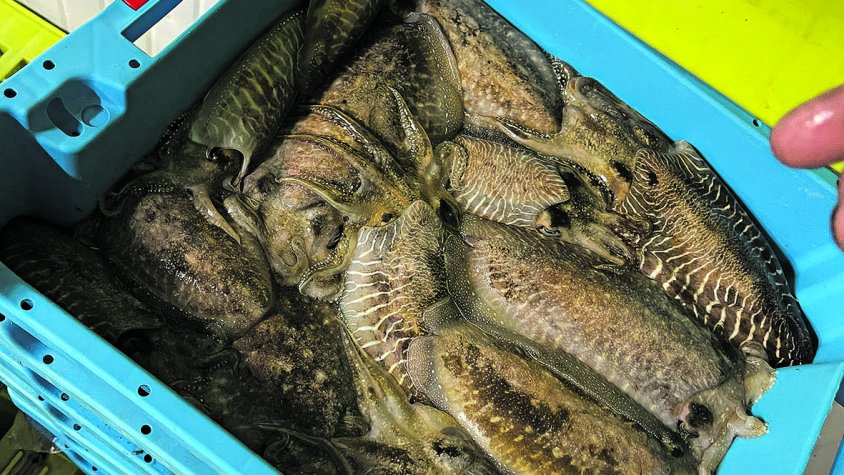 Els pescadors de la Badia ja poden tornar a capturar sèpia