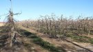 La pagesia gironina es mostra  pessimista pel futur decret d’emergència 