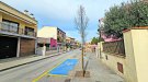 Completen la darrera fase de millora de l’arbrat