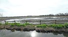 Els tràmits per crear el pla de protecció dels Aiguamolls de l’Empordà, imminents