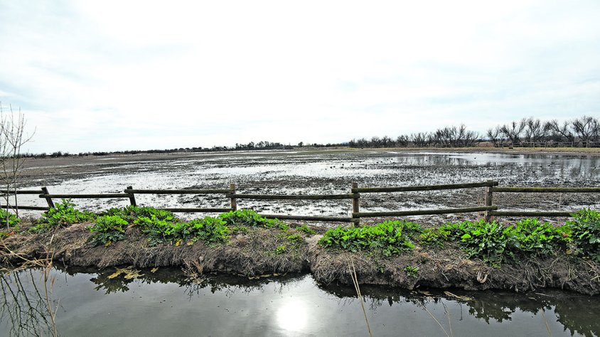 Els tràmits per crear el pla de protecció dels Aiguamolls de l’Empordà, imminents