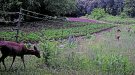 Amplien el període de caça del cabirol per evitar-ne una plaga