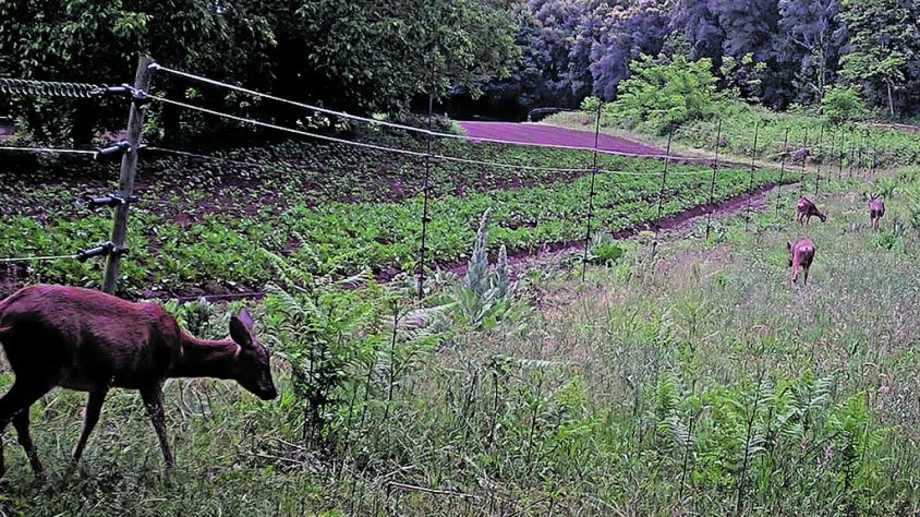Amplien el període de caça del cabirol per evitar-ne una plaga