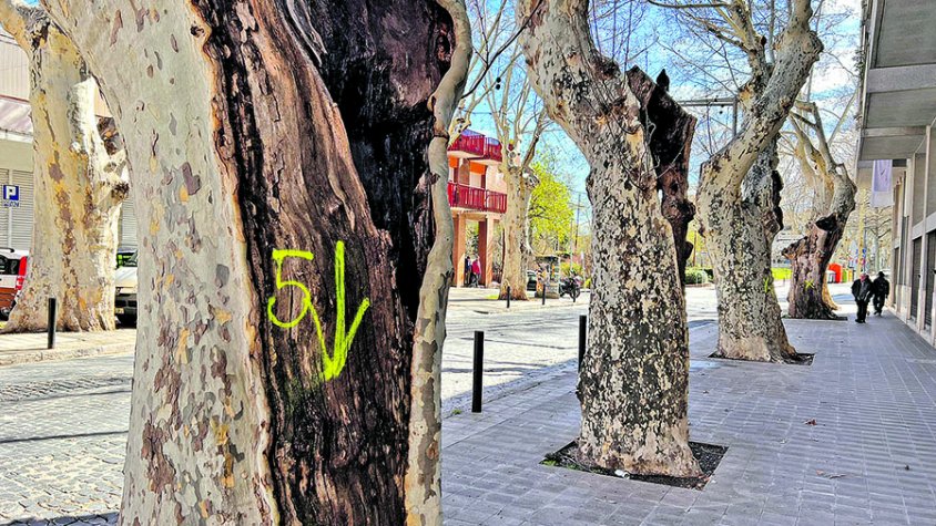 Talaran fins a sis plataners de l’avinguda Perpinyà