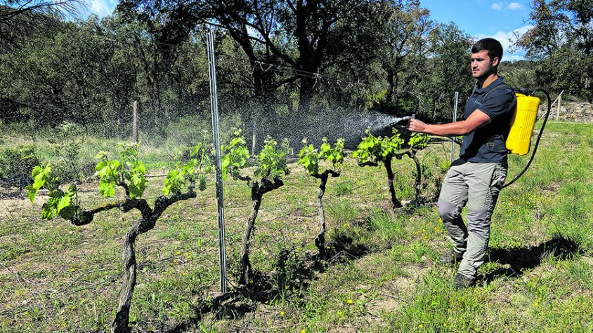 Nova prova pilot:  ruixen les vinyes per foragitar els cabirols