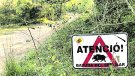 Titllen de ‘pedaç’ el decret sobre la fauna cinegètica 