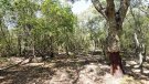 La sequera ha afectat 3.194,8 hectàrees de boscos de l’Alt Empordà, un 6,1% del total