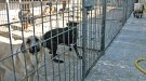 Rescindeixen el conveni amb la gossera