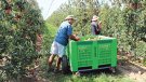 La collita de la poma a la demarcació  gironina preveu un augment del 12% 