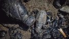 Sebnem Coskun guanya el MedFoto