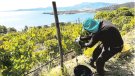 Temps de raïm i vinya, temps de tradicions