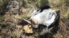 Troben més de 70 cigonyes electrocutades en cinc dies